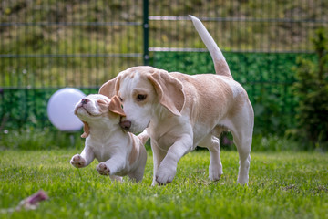 Happy beagle puppy