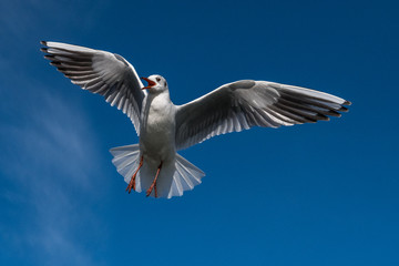 Seagulls in flight