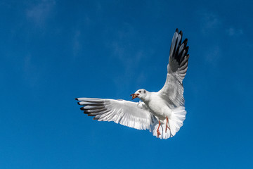 Seagulls in flight