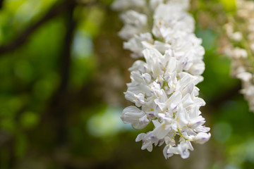 白い藤の花