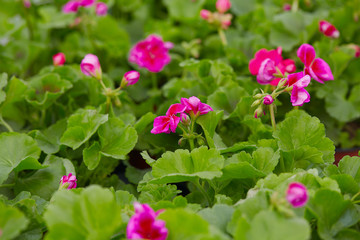 pelargonia flowers growing in flower market
