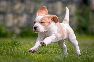 Happy beagle puppy