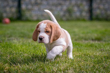 Happy beagle puppy