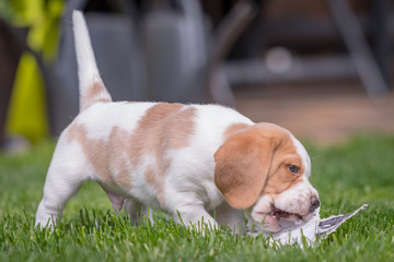 Happy beagle puppy