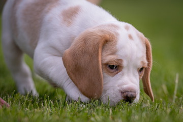 Happy beagle puppy