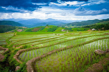 Beautiful landscape view of rice terraces and cottages in the rainy season and mountain in the background,Pa bong Pieng,Mae Jam, ChiangMai,Thailand