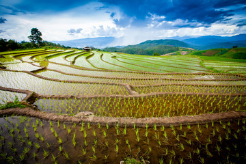 Beautiful landscape view of rice terraces and cottages in the rainy season and mountain in the background,Pa bong Pieng,Mae Jam, ChiangMai,Thailand