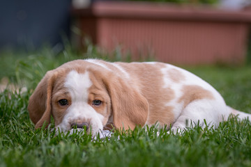 Happy beagle puppy