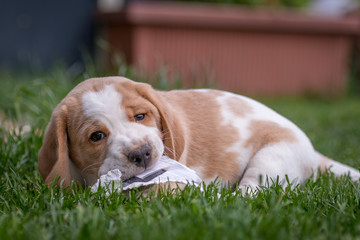 Naklejka na ściany i meble Happy beagle puppy