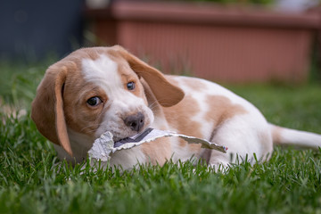 Happy beagle puppy