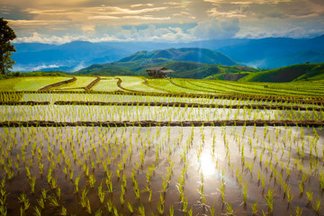 Beautiful landscape view of rice terraces and cottages in the rainy season and mountain in the background,Pa bong Pieng,Mae Jam, ChiangMai,Thailand
