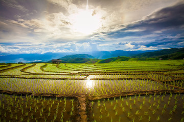 Beautiful landscape view of rice terraces and cottages in the rainy season and mountain in the background,Pa bong Pieng,Mae Jam, ChiangMai,Thailand