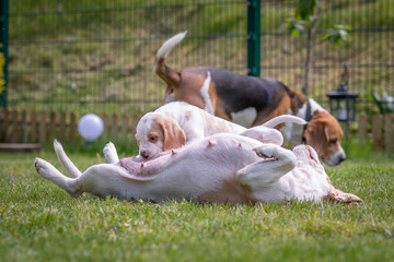 Happy beagle puppy