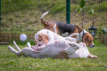 Happy beagle puppy