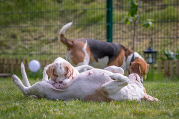 Happy beagle puppy