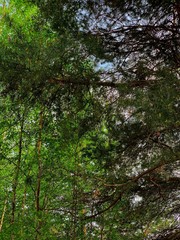 Fototapeta premium The background is made of mixing branches of different trees with fresh foliage.