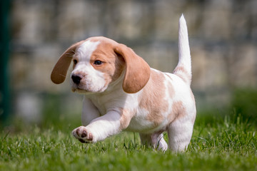 Happy beagle puppy