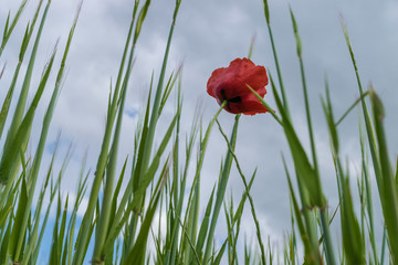poppy flower in spring as a background