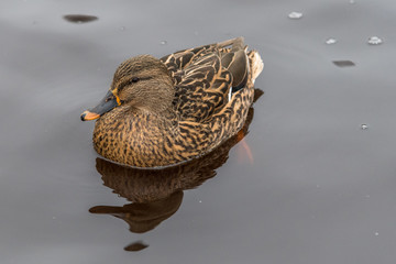 Weibliche Ente im Teich Schlosspark Schönbrunn