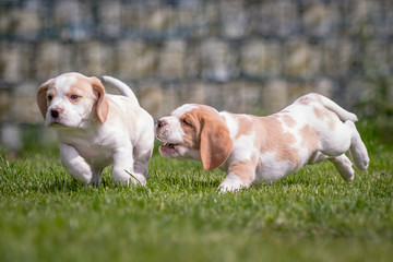 Beagle puppy