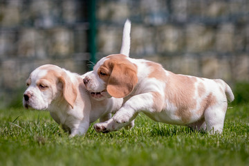 Beagle puppy