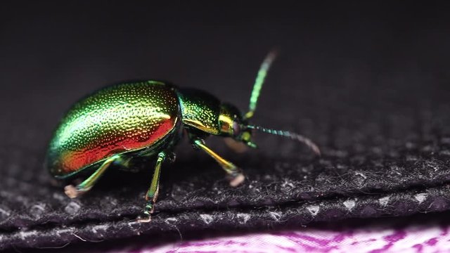 colored with a metallic ebb beetle creeps