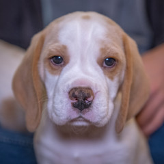 Beagle puppy