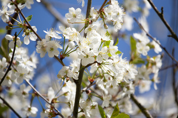 Cherry blossom trees in spring