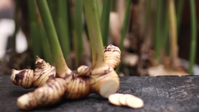 Galanga, Greater Galangal, False galangal on a wooden background in a galangal garden. Copy space.