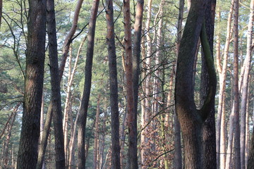 Naklejka premium drzewa,drewno,las,krajobraz,sosna,zieleń,brzoza,słońce