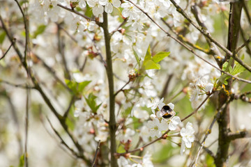 Obraz premium Cherry blossom trees in spring