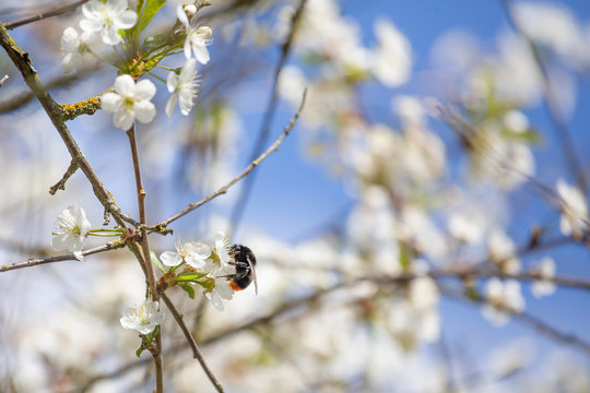 Cherry blossom trees in spring