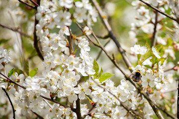 Cherry blossom trees in spring