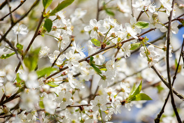 Cherry blossom trees in spring
