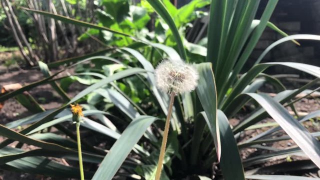 white dandelion flies in the wind