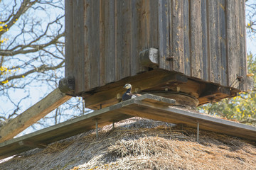 A Canada goose hatching on a old wood mill in a park in Stockholm
