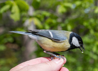 Great tit, sitting on a human hand and are fed with a walnut in a park in Stockholm a sunny spring day.