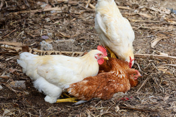 The Rhode Island red hen is sleep and rest on floor in garden at thailand