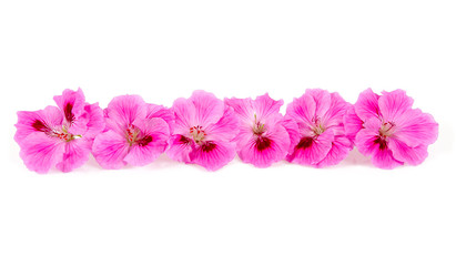 pink pelargonium isolated on white background