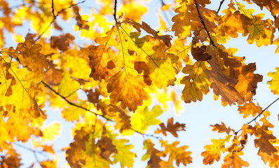 Fototapeta na wymiar Autumn foliage colorful yellow orange brown leaves, sunny day forest scene. Beautiful oak leaves background. Selective focus