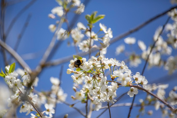 Cherry blossom trees in spring