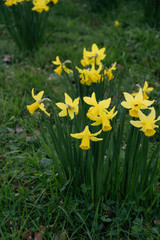 Yellow Narcissus on a green grass background-decoration of spring parks and squares. Daffodils used in landscape design. Close up