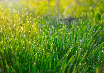 green grass with water drops