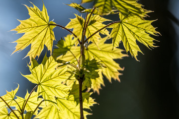 Junge Ahornblätter
