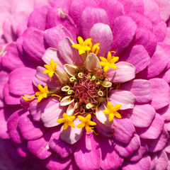 Zinnia flower petals macro view photography. Elegant pink petals plant closeup. shallow depth of field.