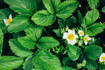 Top view of beautiful fresh green strawberry leaves and flowers background. Natural floral background. Greenery spring concept.