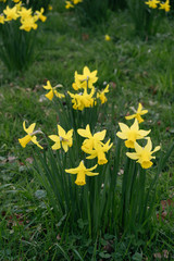 flowers of a narcissus with petals of yellow colors on a green background of leaves. Field with fresh beautiful daffodils on sunny day.