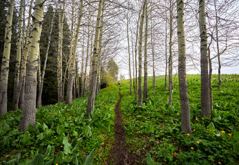 Tourist in the mountain forest at spring