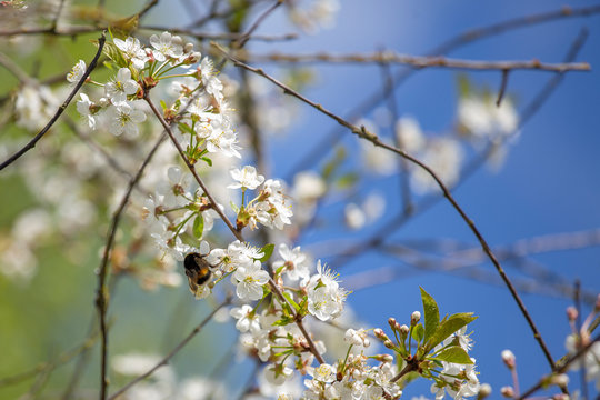 Cherry blossom trees in spring