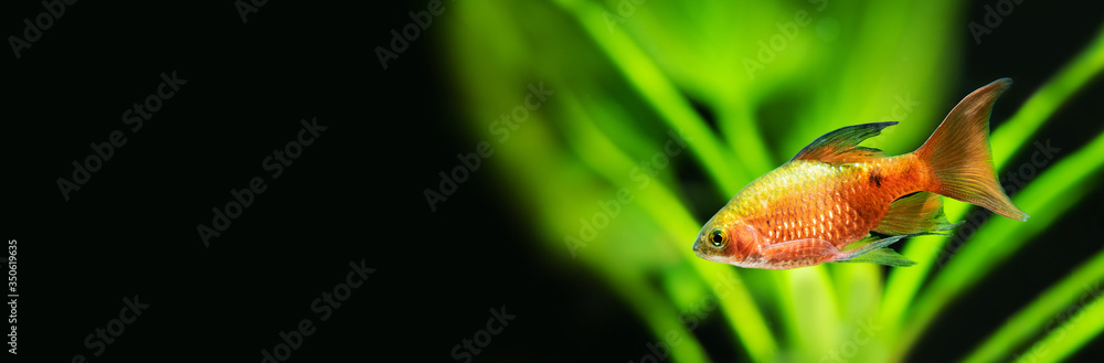 Wall mural gold red color fish longtail barb pethia conchonius. tropical aquarium tank with green plants on bla